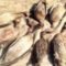 হাকালুকি হাওরে অর্ধশতাধিক পাখি শিকার, ‘ভাগবাটোয়ারা’ করে নিলেন প্রভাবশালীরা