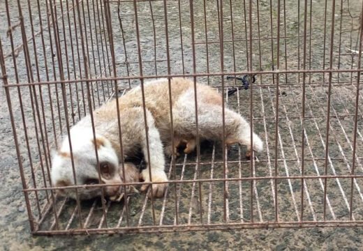 বড়লেখা থেকে আহতবস্থায় উদ্ধার করা লজ্জাবতী বানরটিকে বাঁচানো গেল না