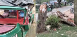 বড়লেখায় চলন্ত অটোরিকশার ওপর গাছ ভেঙে পড়ে প্রাণ গেল নারীর, আহত ২