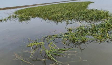 হাকালুকি হাওরের ১০০ বিঘা জমির বোরো ধান ঢলের পানিতে তলিয়ে গেছে