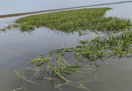 হাকালুকি হাওরের ১০০ বিঘা জমির বোরো ধান ঢলের পানিতে তলিয়ে গেছে