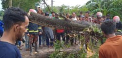 বড়লেখায় কালবৈশাখীর ছোবল ব্যাপক ক্ষয়ক্ষতি, সড়কে গাছ পড়ে যানবাহন চলাচলে বিঘ্ন