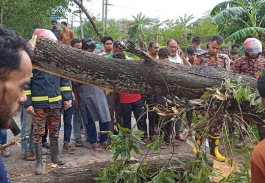 বড়লেখায় কালবৈশাখীর ছোবল ব্যাপক ক্ষয়ক্ষতি, সড়কে গাছ পড়ে যানবাহন চলাচলে বিঘ্ন