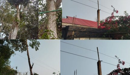 বড়লেখা ও জুড়ীতে গাছে-প্লাস্টিকের পাইপে পল্লী বিদ্যুতের সঞ্চালন লাইন, দুর্ঘটনার শঙ্কা, উদাসীন কর্তৃপক্ষ