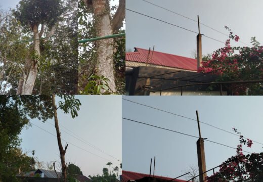 বড়লেখা ও জুড়ীতে গাছে-প্লাস্টিকের পাইপে পল্লী বিদ্যুতের সঞ্চালন লাইন, দুর্ঘটনার শঙ্কা, উদাসীন কর্তৃপক্ষ