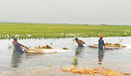 ধানপচা গন্ধে ভারী হাওরের বাতাস, ঘরে ঘরে হাহাকার