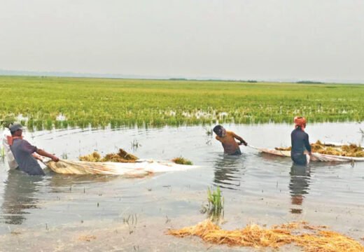ধানপচা গন্ধে ভারী হাওরের বাতাস, ঘরে ঘরে হাহাকার