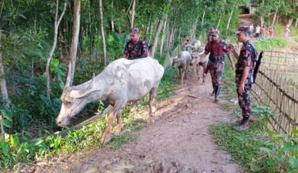 বড়লেখায় ভুয়া রশিদে ভারতীয় মহিষ বৈধ করার চেষ্টা: ৫টি উদ্ধার, ৯টি উধাও