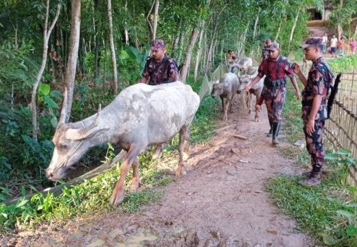 বড়লেখায় ভুয়া রশিদে ভারতীয় মহিষ বৈধ করার চেষ্টা: ৫টি উদ্ধার, ৯টি উধাও